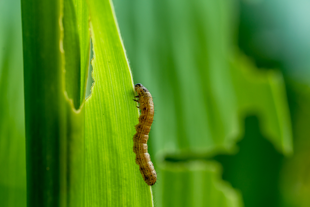 Armyworms and Your Lawn