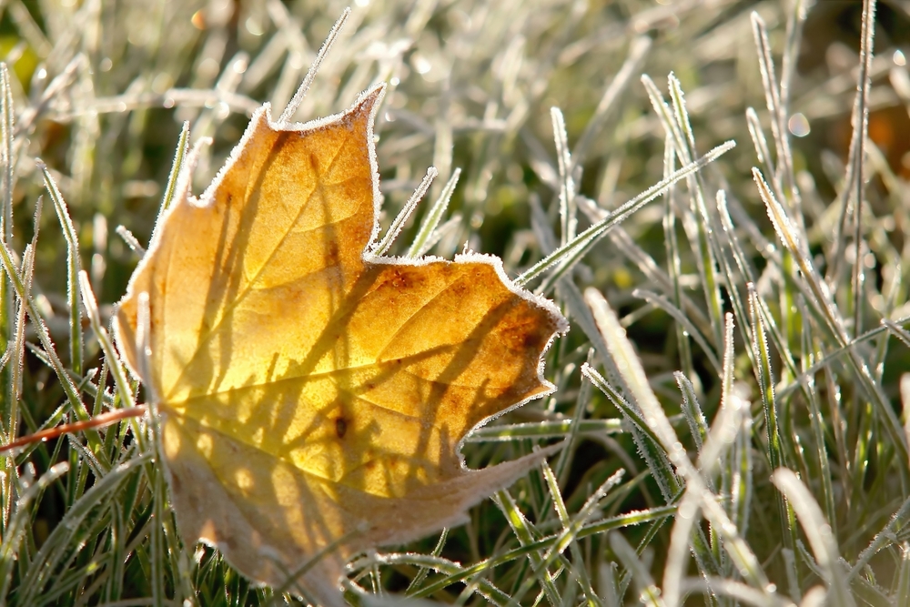 A leaf on grass