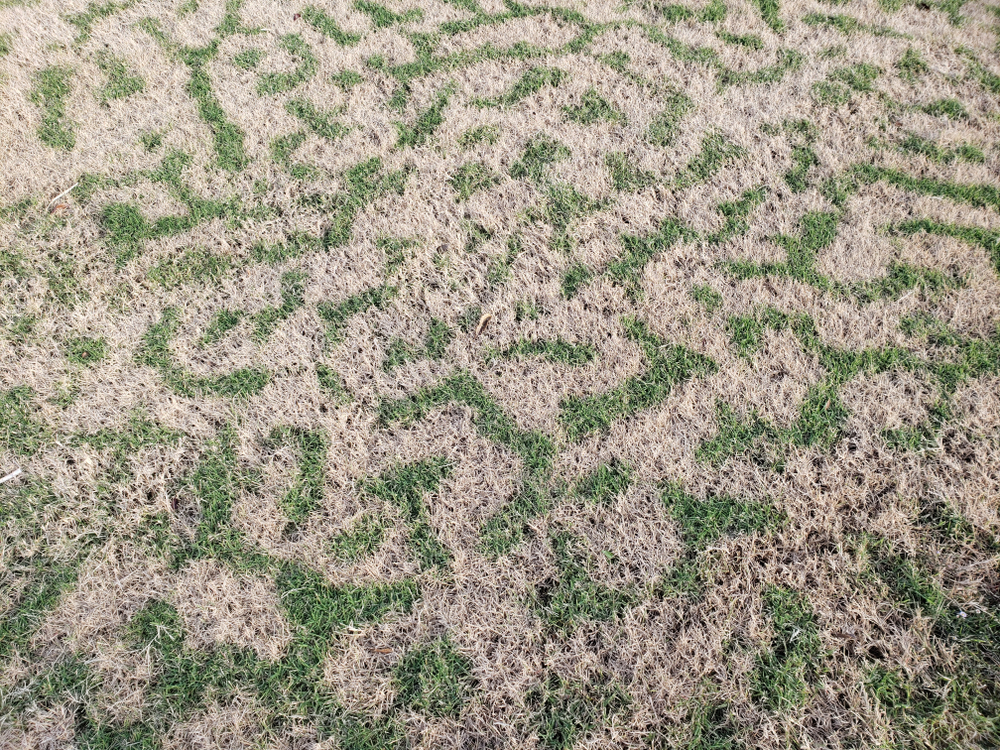 What Happens To Bermudagrass In Winter Perfectly Green Lawn Care